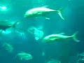 OCEANÁRIO DE LISBOA