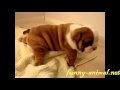 Cute puppy crawling