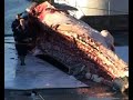 Whaling in Iceland - Part 3