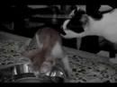 DunGye, a rescued kitten with visual impairment of one eye DunGye, a rescued kitten with visual impairment of one eye