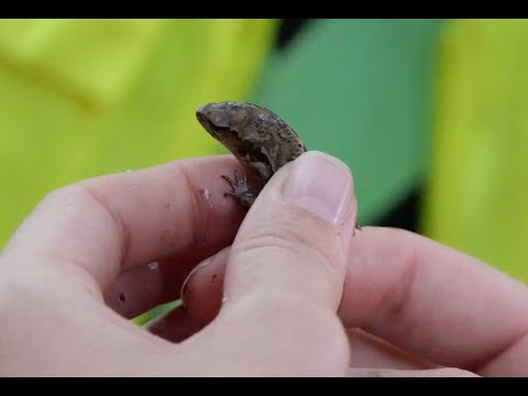 Welcoming our first residents to our new Predator Proof Area - Ō2NL expressway