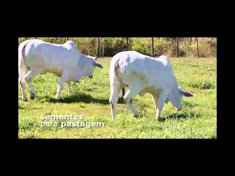 Comercial Wolf Seeds - O olho do dono