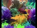 My Cichlid Artificial Reef Tank