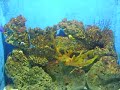 engel ocean park adventure engel ocean park adventure