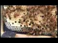 Bees for Beginners Part 5, peak oil, food storage