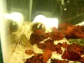 Desert goby spawn Desert goby spawn