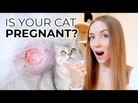 HOW TO TELL IF YOUR CAT IS PREGNANT (without going to the vet): 6 Major Cat Pregnancy Symptoms