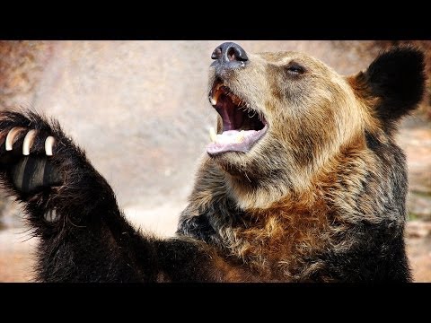 By - A 45 year old woman was mauled after she found 5 BLACK BEARS in her garage. She survived and is totes thanking Jesus... the savior... not her gardener. Buy s...
