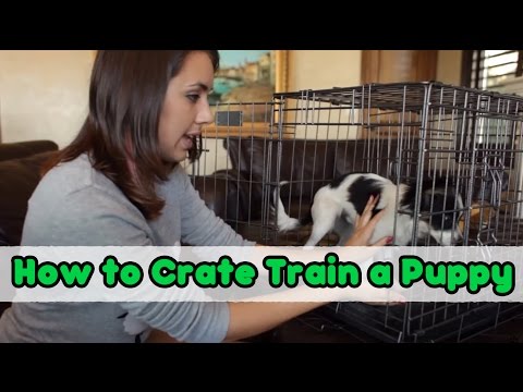 how to properly crate train a puppy