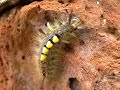 Toothbrush caterpillar