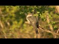 ?????Oriental Cuckoo