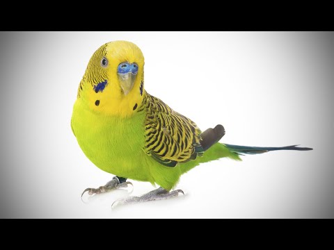 parakeet - This little Parrakeet can talk up a storm... pretty impressive.