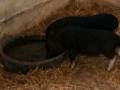 videos de Piglets eating and drinking