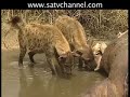 Crocodile Attacks Vulture: Sabi Sabi : Wildlife Stock Footage
