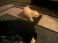videos de affe snällaste katten