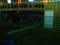 Hungarian sporthorse mare for sale