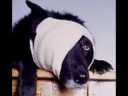 save the animals keep them at home