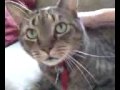videos de Mr. Chase-Loud-Pur Heipler-Lackman