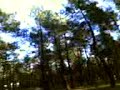 pal bosque