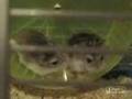 Hamster Fight