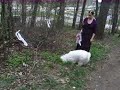 Takku jäljestää Takku jäljestää