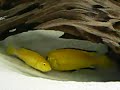 Składanie ikry Labidochromis caeruleus
