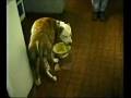 videos de Defying Ayman Al-Zawahiri, pit bull drinks beer!