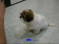Shih Tsu puppy feifei part 1 @ shih tzu Shih Tsu puppy feifei part 1 @ shih tzu
