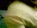 �guinha