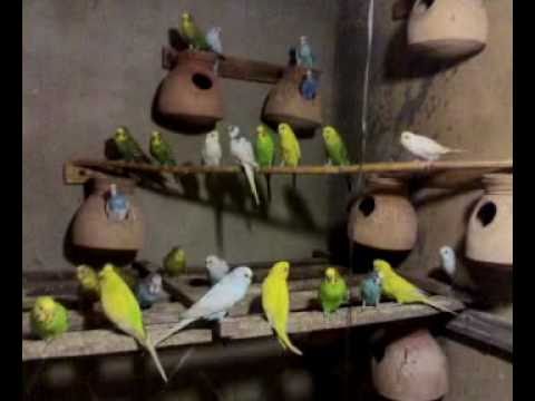 how to get more eggs from australian parrots