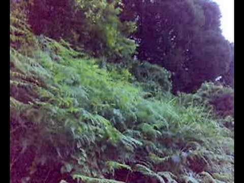 カナカナカナカナ・・・・