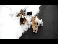 Rescue pups - Several puppies available!!!