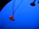 Jellies at the Monterey Bay Aquarium Jellies at the Monterey Bay Aquarium