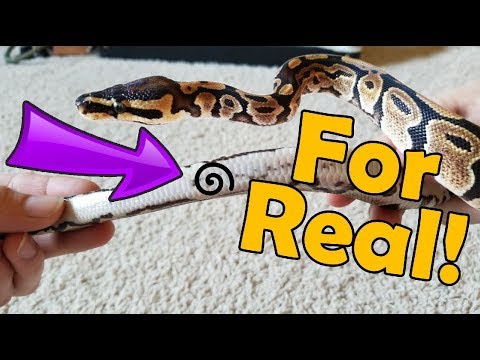 YouTube reptile video