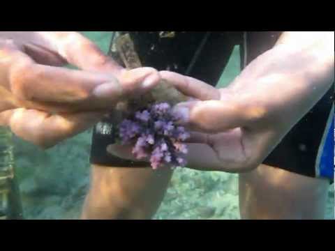 how to transplant xenia coral