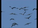 la migration des grues cendrées au lac du Der la migration des grues cendrées au lac du Der