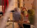 videos de piwi et blue
