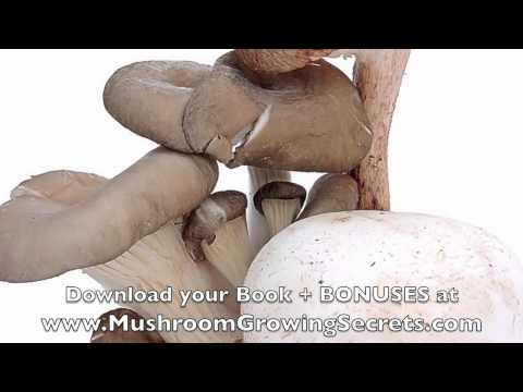 how to grow white button mushrooms