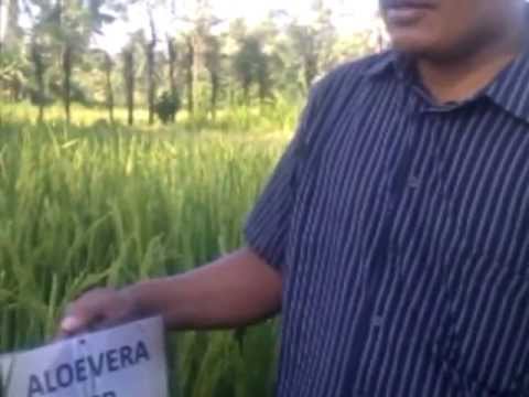 how to fertilize aloe vera