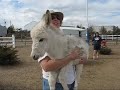 baby miniature donkey