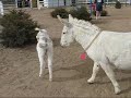 baby miniature donkey