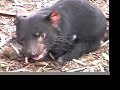 Tasmanian Devils-Native animals of Tasmania Australia Tasmanian Devils-Native animals of Tasmania Australia