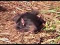 Tasmanian Devils-Native animals of Tasmania Australia