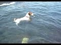 Golia, il cane sub (2)