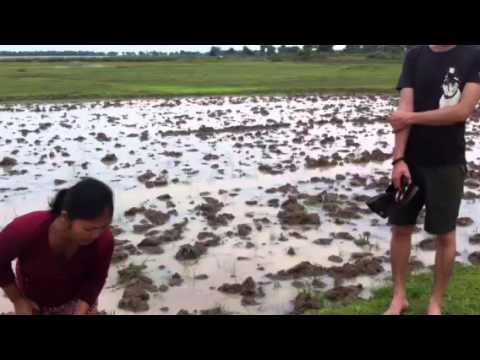 how to drain rice
