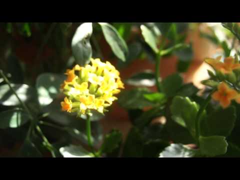how to transplant kalanchoe plants