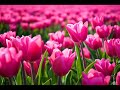 Antonio Vivaldi: Concerto for violins, violoncello, strings & b.c. in B minor - Op.3 n.10 (RV 580)