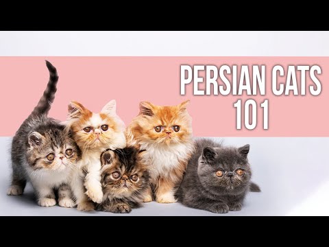 Persian Cats 101- Everything You Need to Know