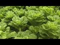 a permaculture community subdivision based on tree crop agriculture, on the edge of an australian country town.