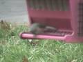 videos de Winter Birds Feeding